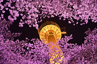 Illuminated 83 Tower in Daegu Surrounded by Night Cherry Blossoms