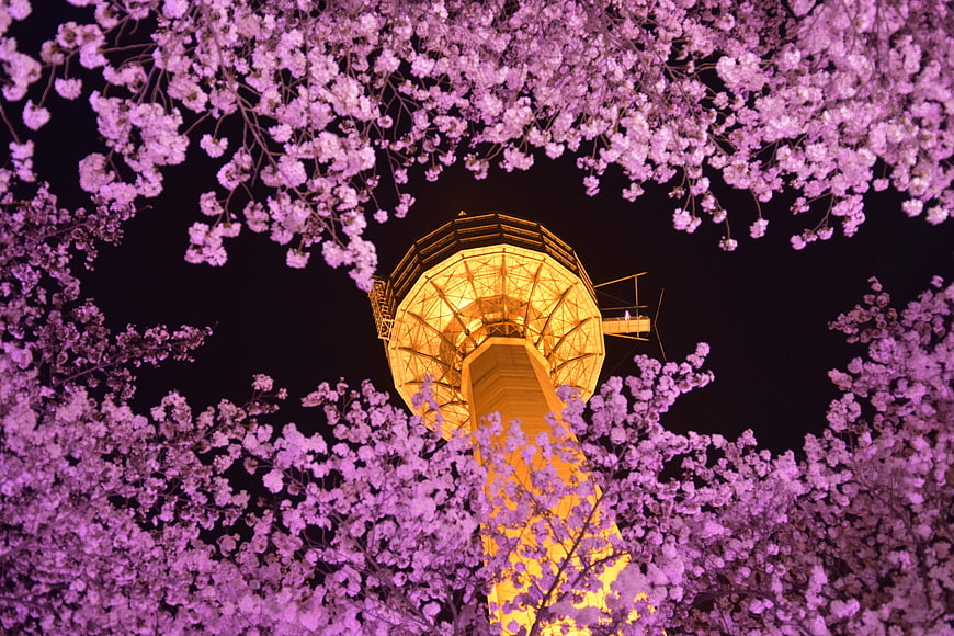 Illuminated 83 Tower in Daegu Surrounded by Night Cherry Blossoms