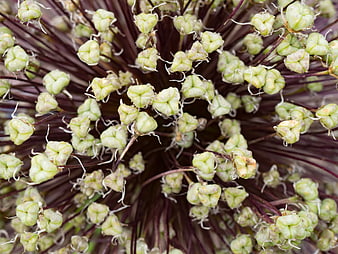 Close-up of Allium Seed Pods and Stems