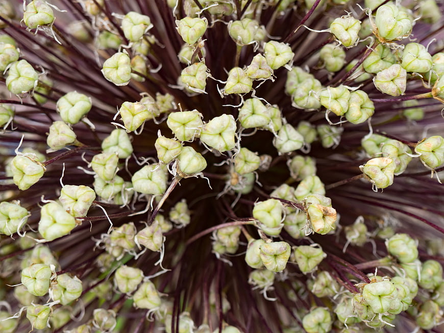 Close-up of Allium Seed Pods and Stems