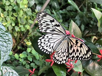 Black and white butterfly on red flowers in nature