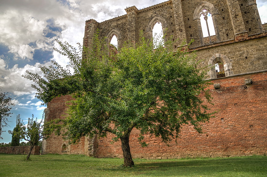Medieval Abbey Ruins with Tree in Tuscany