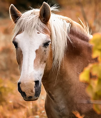 Close-up portrait of a brown and white horse with a white mane