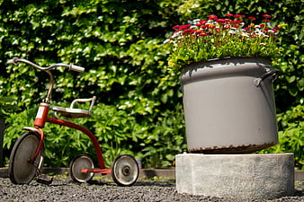 Vintage red tricycle and flower pot in garden