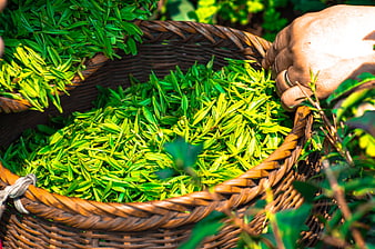 Hand Harvesting Fresh Green Tea Leaves in Wicker Basket