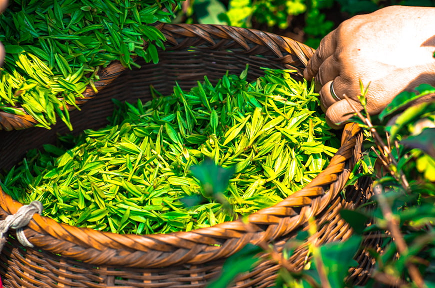 Hand Harvesting Fresh Green Tea Leaves in Wicker Basket