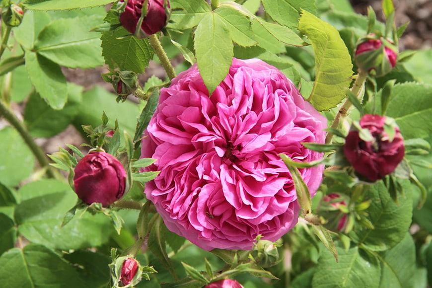 Vibrant pink rose bloom surrounded by buds and green leaves