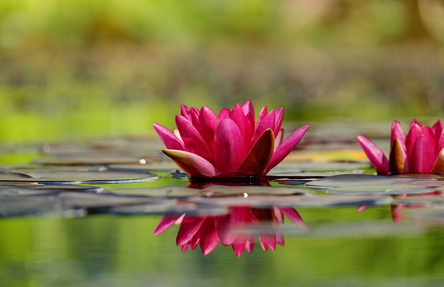 Vibrant Pink Water Lily Floating on Calm Pond