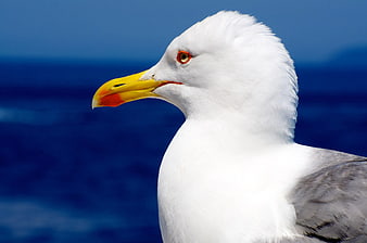 Close-up of a seagull head with yellow beak against blue ocean