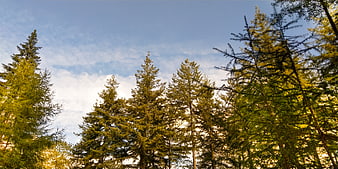 Tall Pine Trees Against Blue Sky with Clouds