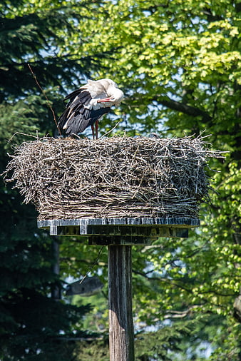 White Stork Preening in Large Nest on Wooden Pole