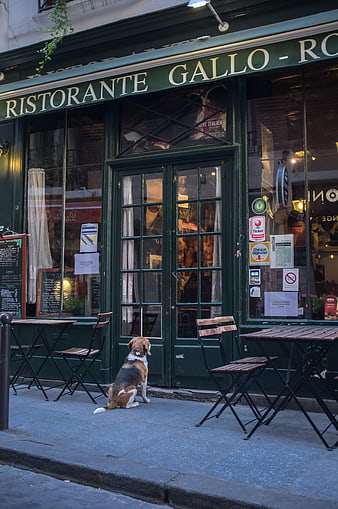 Beagle dog sitting outside Parisian restaurant