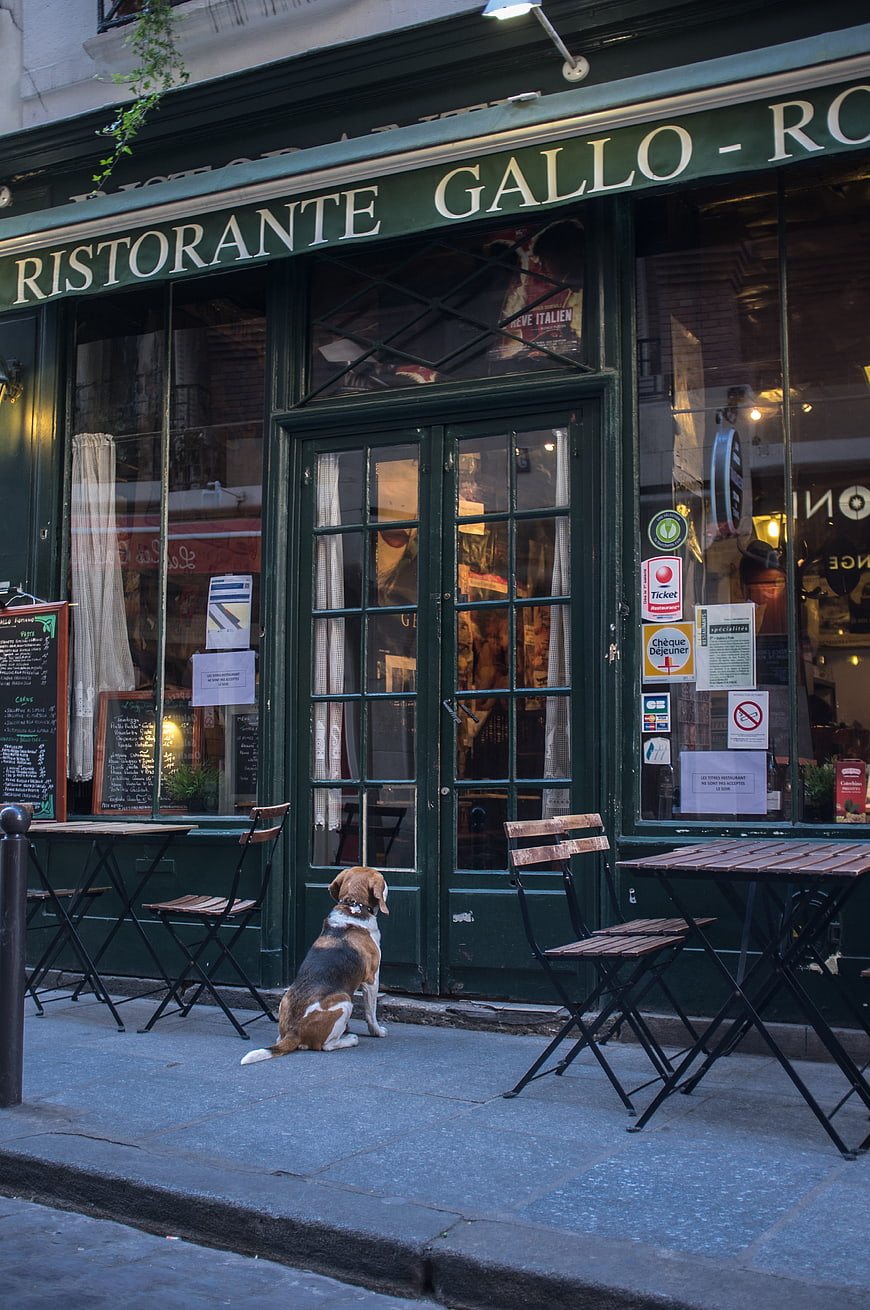 Beagle dog sitting outside Parisian restaurant