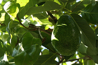 Ripe Green Avocado Hanging On Tree Branch With Leaves