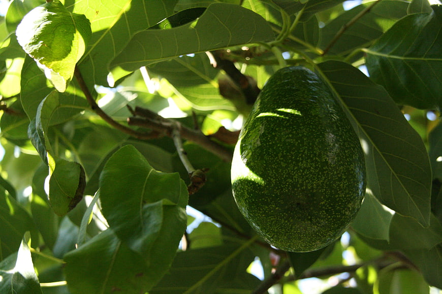 Ripe Green Avocado Hanging On Tree Branch With Leaves