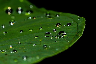 Macro Water Droplets on Green Leaf Surface