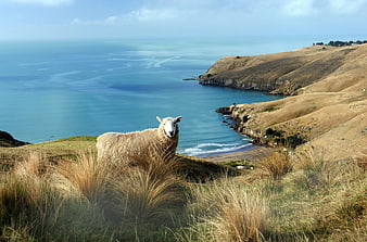 Sheep on Coastal Cliff Overlooking Blue Ocean