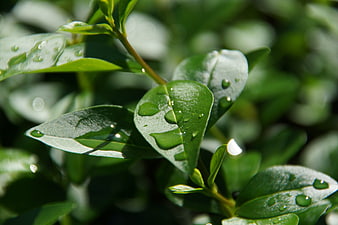 Close-up of green leaves with water droplets in sunlight