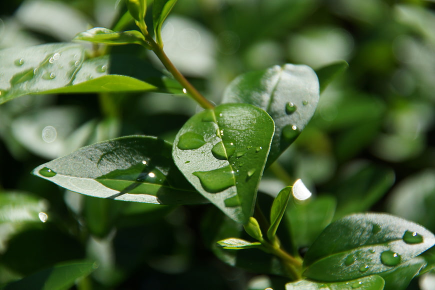 Close-up of green leaves with water droplets in sunlight
