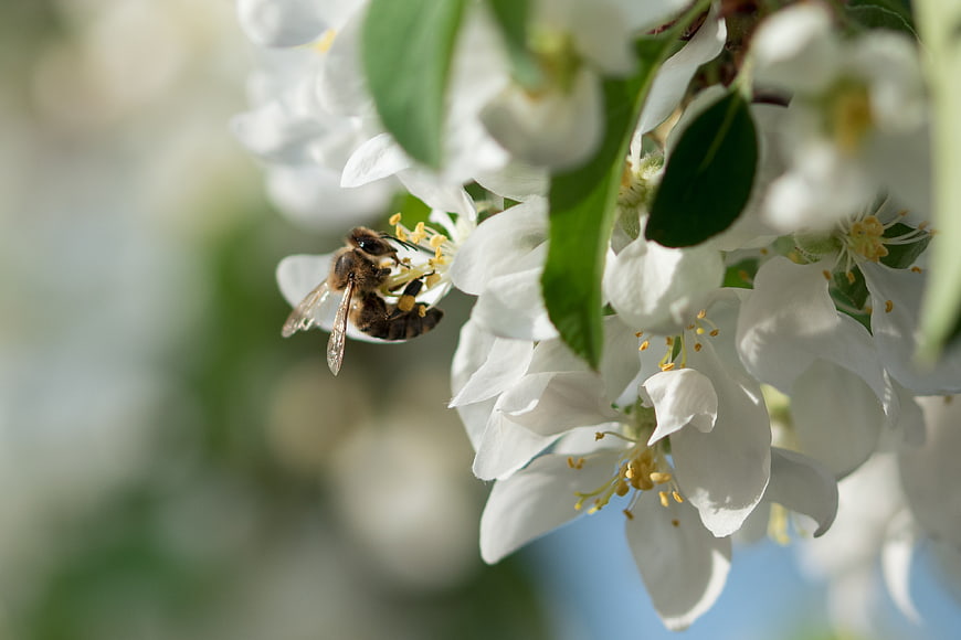 Honeybee Pollinating White Apple Blossoms in Spring