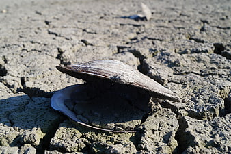 Weathered seashell resting on cracked dry earth in a desolate landscape