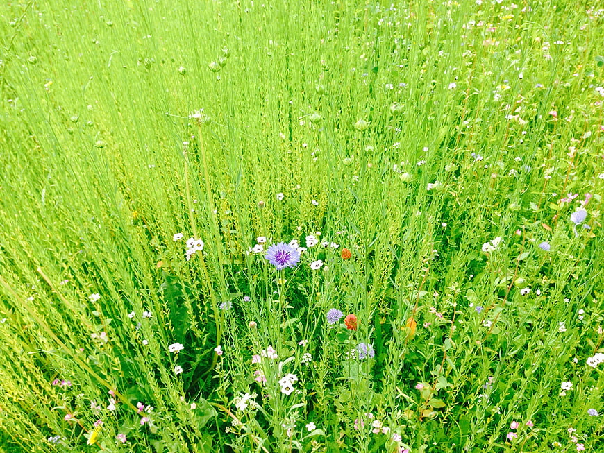 Vibrant Green Meadow With Wildflowers And Purple Cornflower