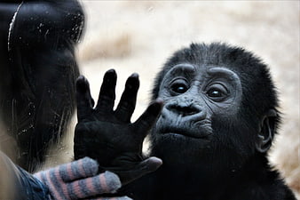 Baby chimpanzee touching glass with human hand in zoo