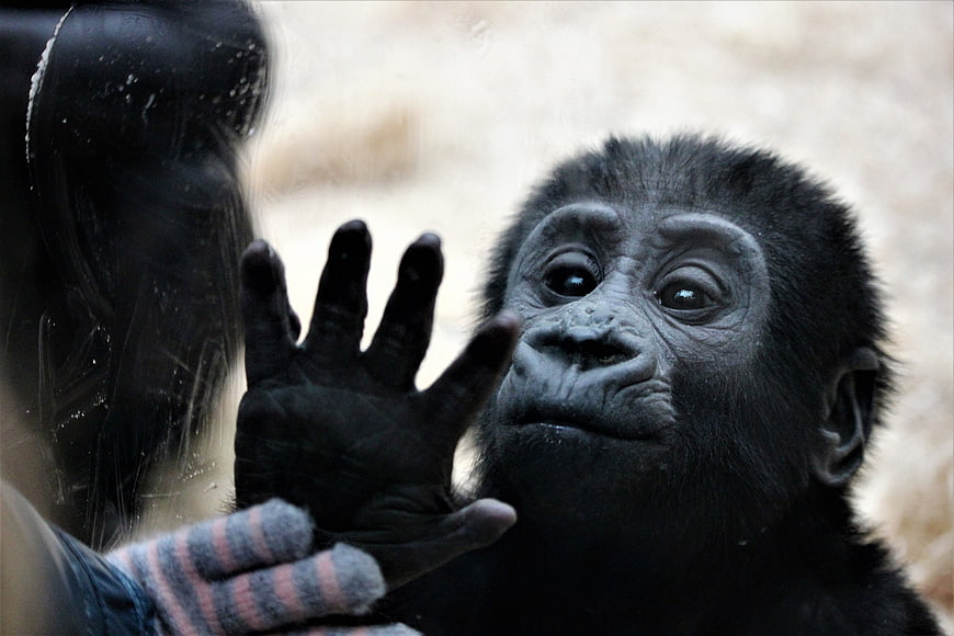 Baby chimpanzee touching glass with human hand in zoo