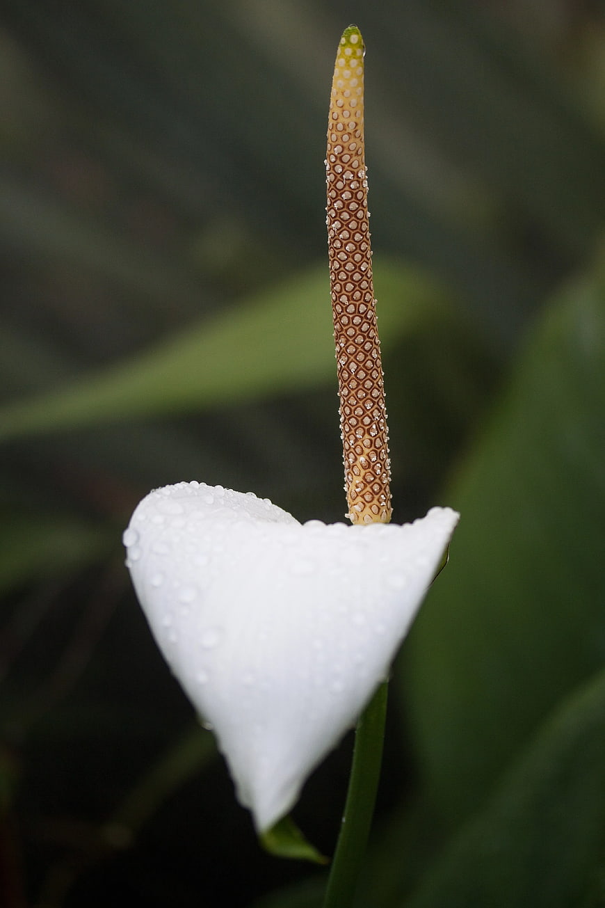 Close-up of White Calla Lily with Water Droplets