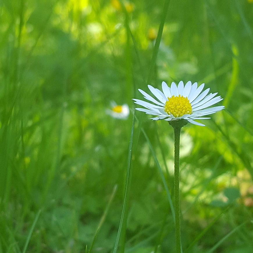 White Daisy Flower in Green Grass Field
