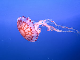Pink and White Jellyfish Swimming in Blue Water