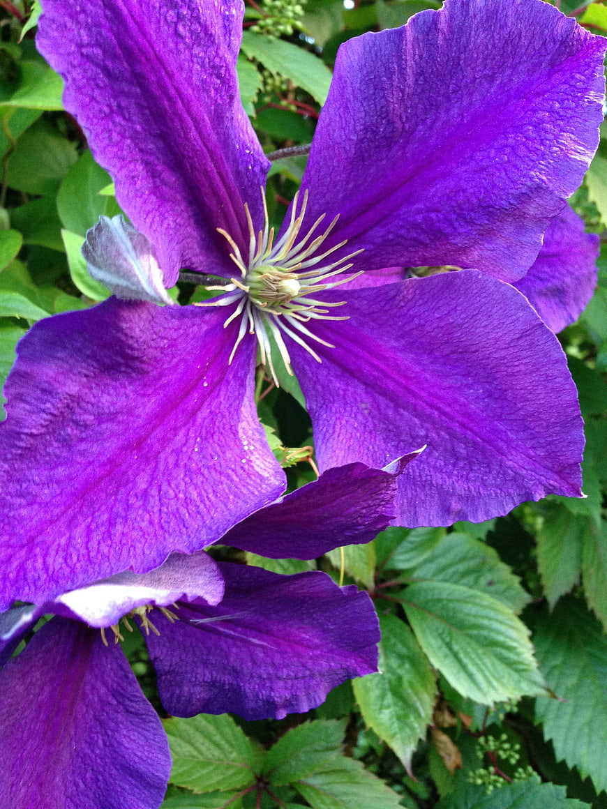 Vibrant Purple Clematis Flower Close-Up