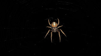 Orb Weaver Spider on Web in Dark Night
