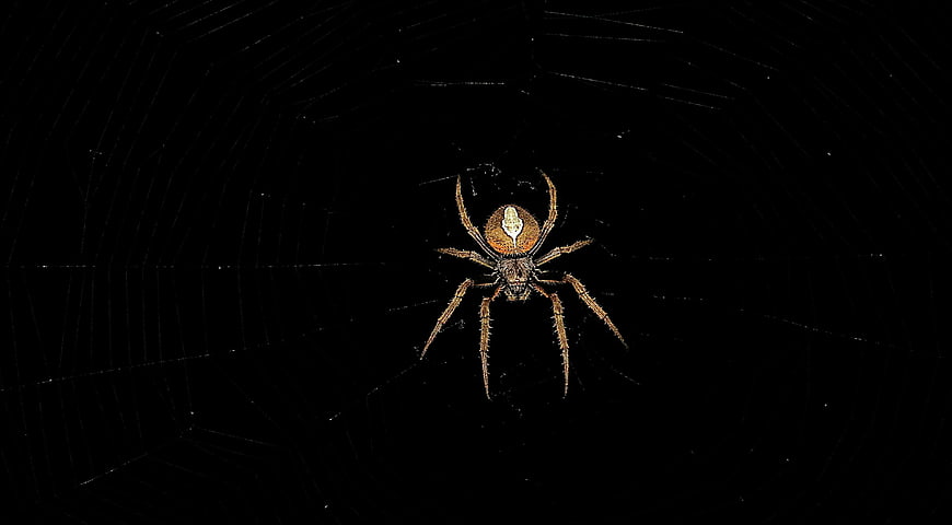 Orb Weaver Spider on Web in Dark Night