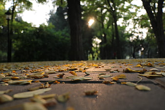Low angle view of fallen leaves on a park path with sunlight