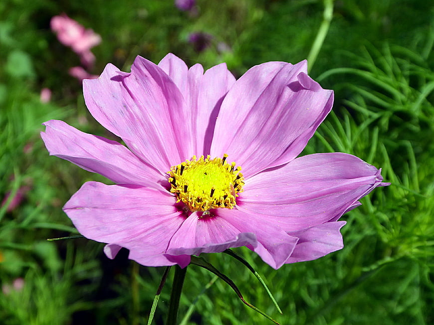 Close-up of a pink cosmos flower with yellow center