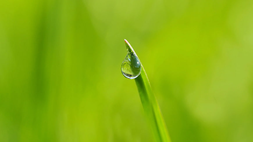 Macro Photography of Dewdrop on Green Grass Blade