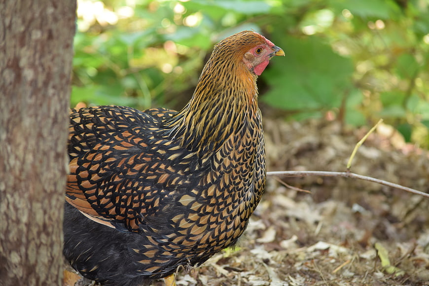 Free-Range Hen with Laced Feathers in Natural Forest Setting