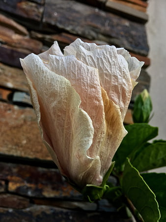 Close-up of a pale pink hibiscus flower against a stone wall
