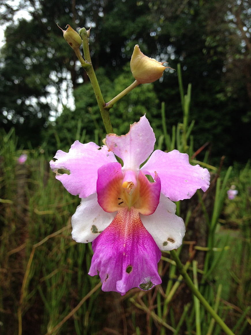 Pink and White Orchid Flower in Natural Garden Setting