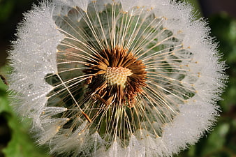 Macro Close-Up of Dandelion Seed Head with Dewdrops