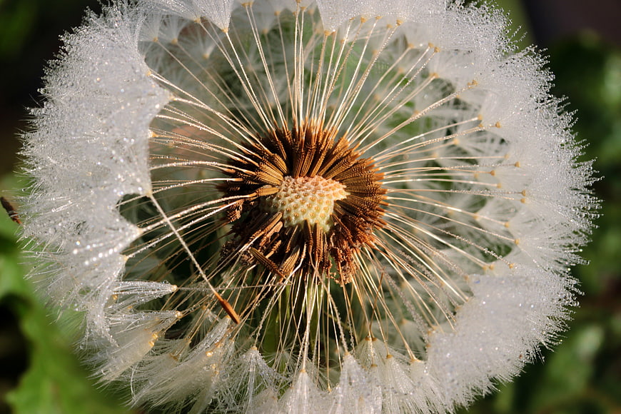 Macro Close-Up of Dandelion Seed Head with Dewdrops