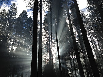 Sunbeams shining through tall pine trees in a misty forest