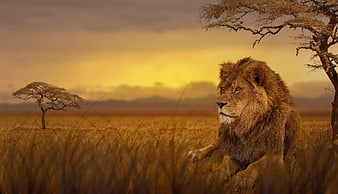 Majestic Male Lion Resting in Golden Savannah at Sunset