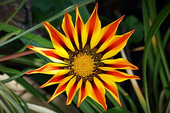 Vibrant Yellow and Red Gazania Flower Close-Up