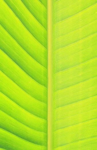 Close-up of vibrant green banana leaf veins texture