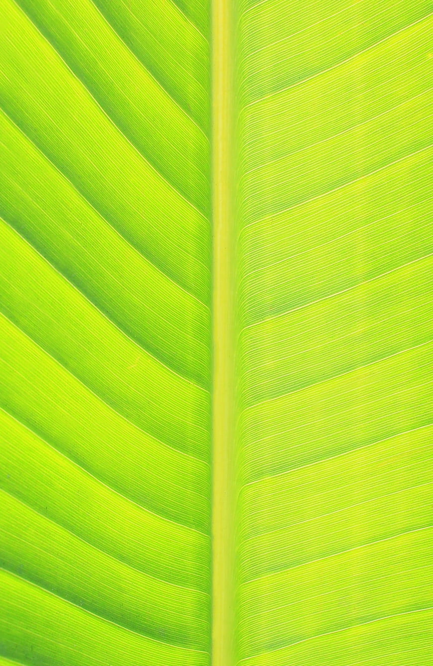 Close-up of vibrant green banana leaf veins texture