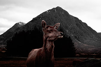 Deer Portrait Against Dramatic Mountain Landscape