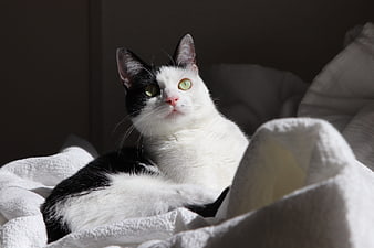 Black and white cat resting on a white towel in sunlight