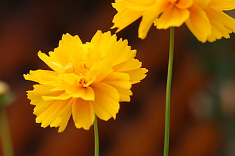 Close-up of bright yellow cosmos flowers with blurred background